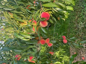 verkaufe Pfirsichbäume robuste Sorte Eigenzüchtung  Bild 2