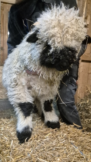 Walliser Schwarznasen Bock