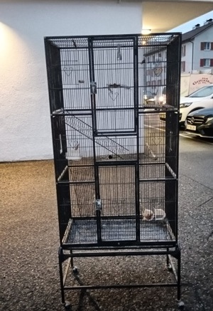 Vögel und Käfig zum verkaufen  Bild 2