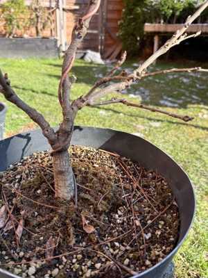 Wisteria Sinensis - Bonsai Bild 2