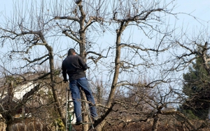 Benötigen Sie Hilfe rund ums Haus oder Garten? Bild 9