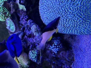 Meerwasseraquarium Fische