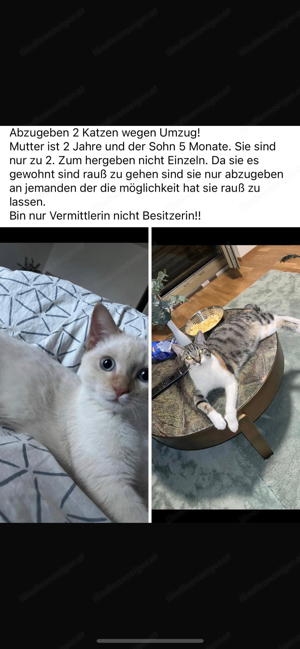 Katzen zu verschenken