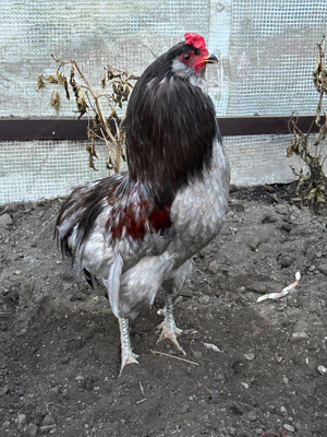 araucana Hahn