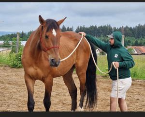 Österreichisches Warmblut mit Papieren zu verkaufen Bild 5