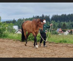 Österreichisches Warmblut mit Papieren zu verkaufen Bild 6