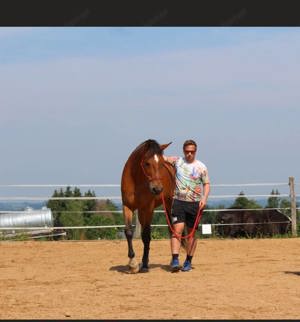 Österreichisches Warmblut mit Papieren zu verkaufen Bild 3