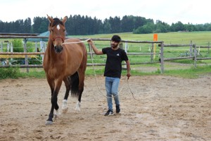 Österreichisches Warmblut mit Papieren zu verkaufen Bild 7