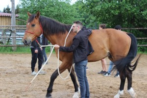 Österreichisches Warmblut mit Papieren zu verkaufen Bild 2