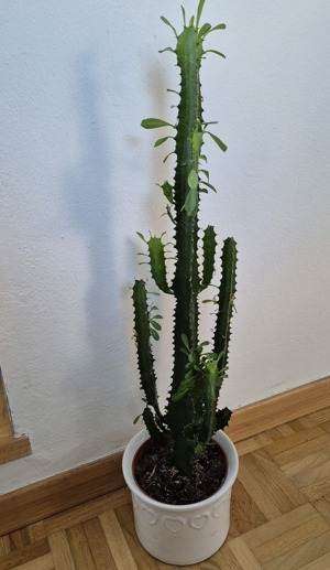 Kaktus (Euphorbia)