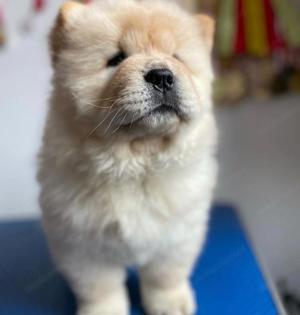 Chow chow welpen 