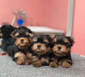 Super Yorkshire terrier welpen 