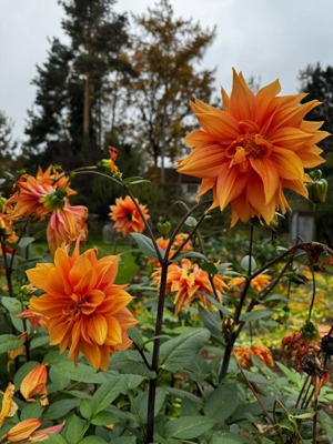 Dahlienknollen, orange