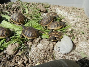 Griechische Landschildkröten (testudo hermanni) aus eigener Nachzucht von 2024 Bild 2