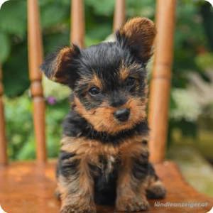 Yorkshire Terriers 