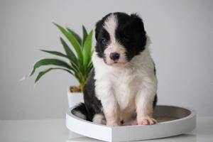 Border Collie (Zuchtstätte Hyper Paw) - Welpen mit Ahnentafel Bild 4