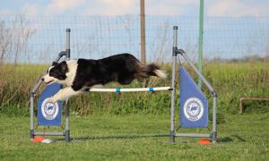 Border Collie (Zuchtstätte Hyper Paw) - Welpen mit Ahnentafel Bild 9