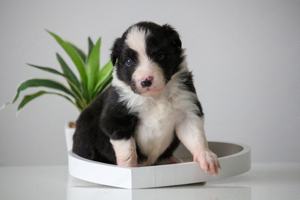 Border Collie (Zuchtstätte Hyper Paw) - Welpen mit Ahnentafel Bild 6