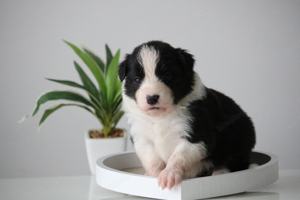 Border Collie (Zuchtstätte Hyper Paw) - Welpen mit Ahnentafel Bild 8