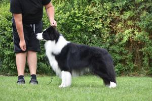 Border Collie (Zuchtstätte Hyper Paw) - Welpen mit Ahnentafel Bild 10