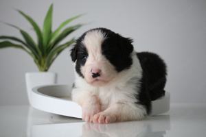 Border Collie (Zuchtstätte Hyper Paw) - Welpen mit Ahnentafel Bild 5