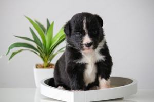 Border Collie (Zuchtstätte Hyper Paw) - Welpen mit Ahnentafel Bild 3