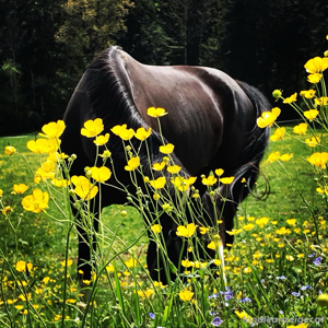 Platz frei für dein Pferd Bild 2