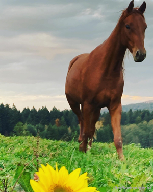 Platz frei für dein Pferd Bild 4