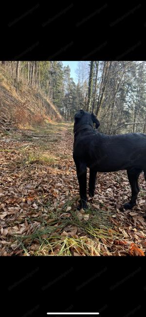 Stattlicher Cane Corso Rüde Bild 3