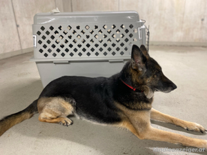 Große Hundetransportbox