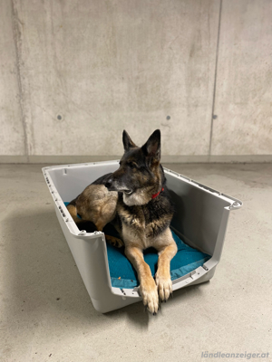 Große Hundetransportbox Bild 3