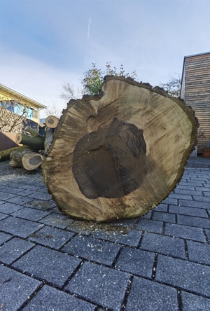 Nußbaum-Stamm zu verkaufen 