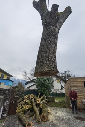 Nußbaum-Stamm zu verkaufen  Bild 3