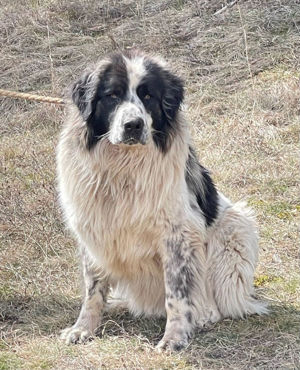 Buster freut sich auf ein feines Plätzchen mit Garten Bild 2