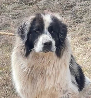 Buster freut sich auf ein feines Plätzchen mit Garten Bild 6