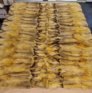 Blaufuchsseitendecke gefärbt