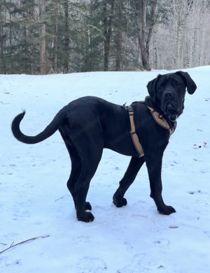 Stattlicher Cane Corso Rüde