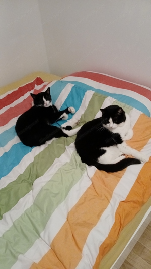 Suche für 2 Katzen liebevolles zu Hause Bild 1