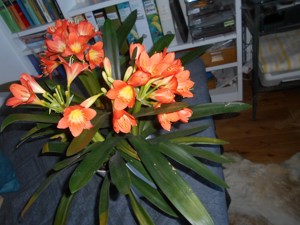 Klivie Blühpflanze (Clivia miniata) Bild 2