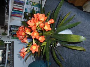 Klivie Blühpflanze (Clivia miniata) Bild 3