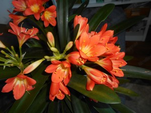 Klivie Blühpflanze (Clivia miniata) Bild 4