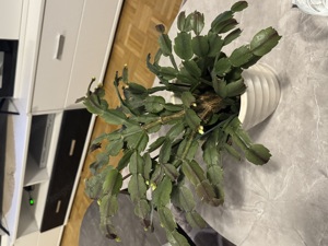 Schlumbergera Bild 1