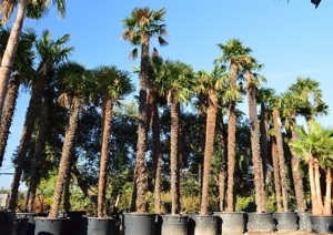 SUCHE! Palmen Trachycarpus Fortunei 1x4m 2x2m Stammhöhe