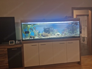 Aquarium zu Verkaufen  Bild 2