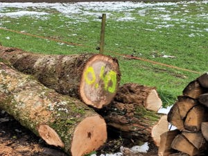 Tonnen-Holztransporter Bild 2