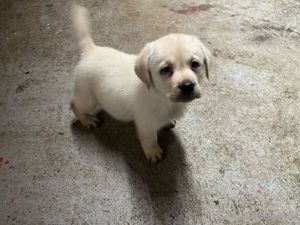 Labrador Retriever