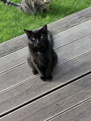 Kater Louie vermisst Bild 2