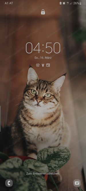 Suche Katzenbetreuung Bild 2