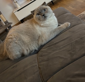 Britisch Kurzhaar Katze Bild 2