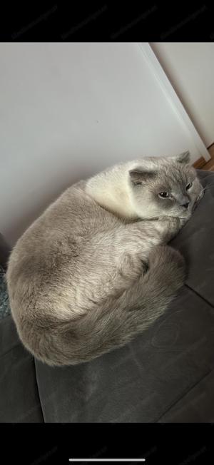 Britisch Kurzhaar Katze Bild 4